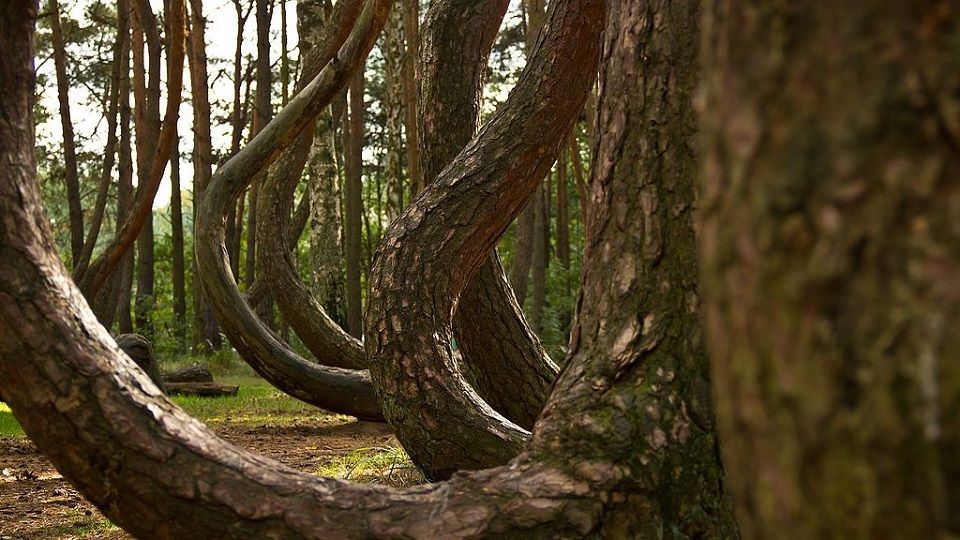 Polskie anomalie i osobliwości - Krzywy las