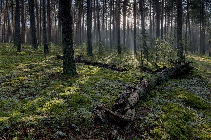 Najciekawsze lasy w Polsce - BoryTucholskie