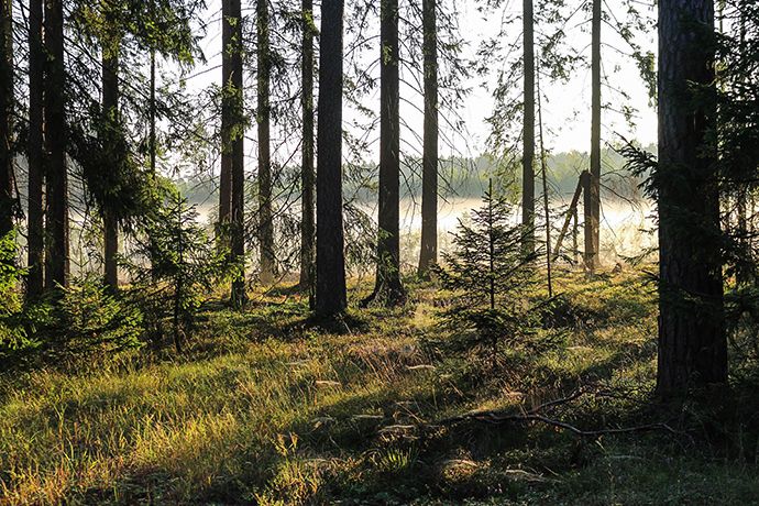 Najciekawsze lasy w Polsce - Puszcza Piska
