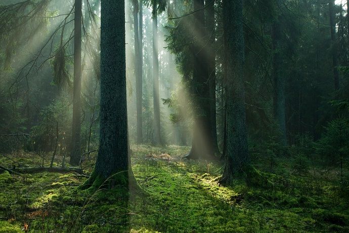 Najciekawsze lasy w Polsce - Puszcza Białowieska