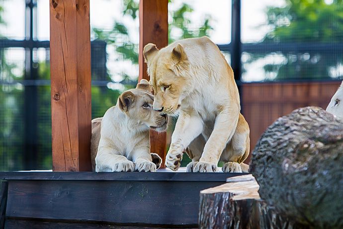 Atrakcje dla dzieci na świeżym powietrzu - Zoo Safari Borysew