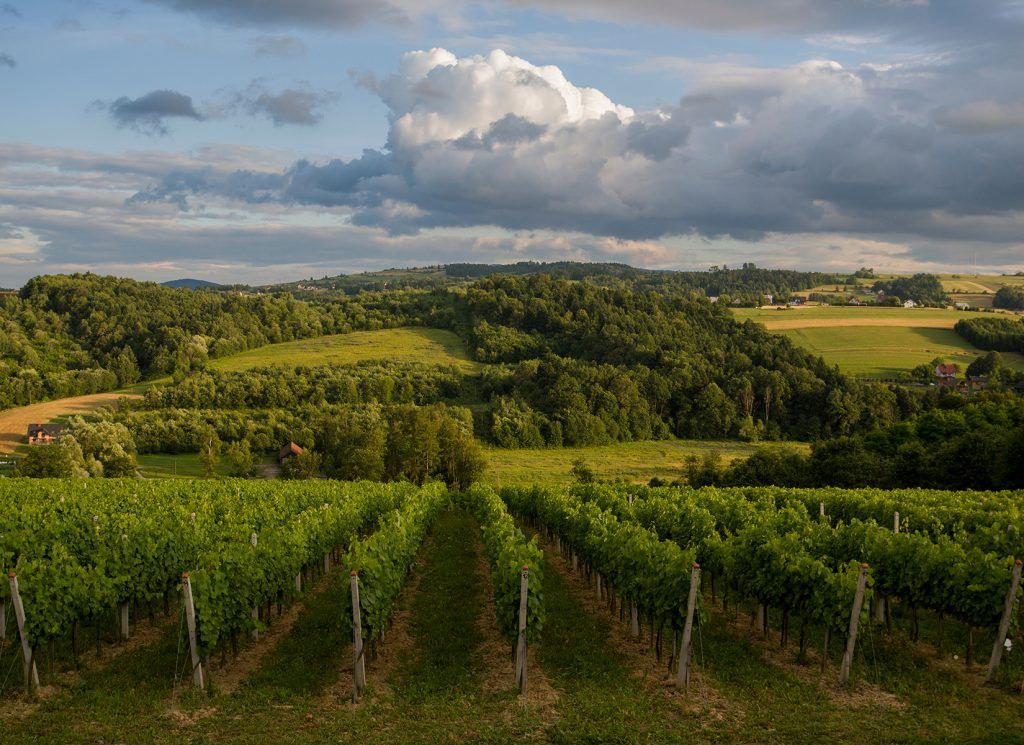 Winnica w Polsce - widok na uprawę winorośli